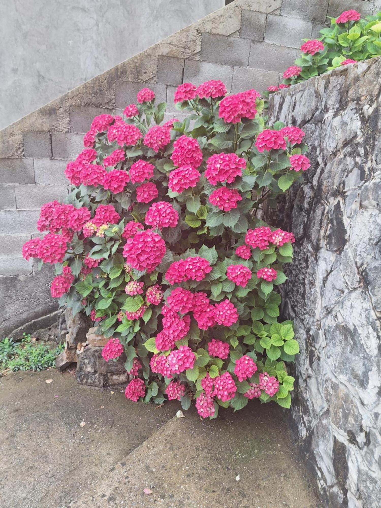 Apartmani Ruza Podgoriţa Exterior foto